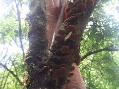 -叠溪松坪沟景区