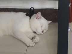 -lincat·猫舍(广州店)