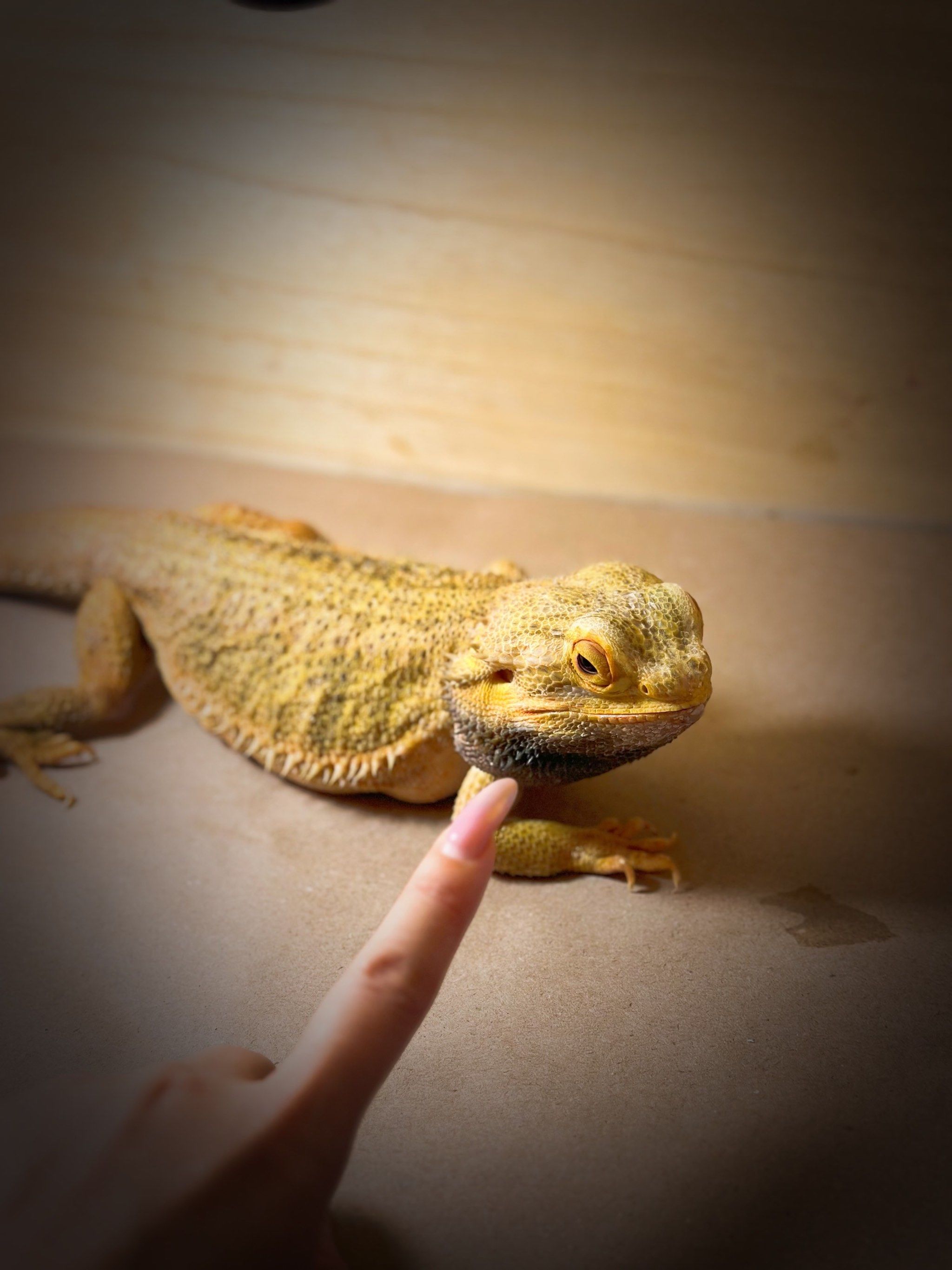 家有萌宠,发现一只可爱的小蜥蜴🦎