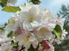 -海棠花溪(元大都城垣遗址公园)