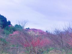 -新建村梅花