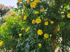 -祥源·阜阳生态乐园