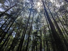 -重庆睡佛山森林公园