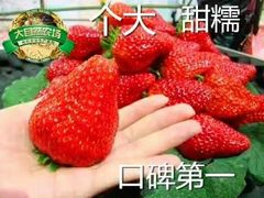 -大自然农场蔬菜草莓采摘园