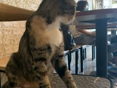 -平行世界·猫咖(首经贸店)
