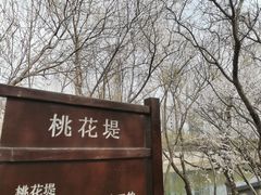 -桃花堤公园