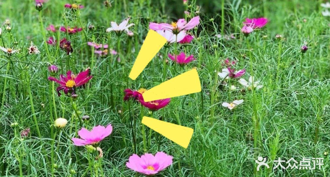 夏日游玩——阿菠萝小猪王国