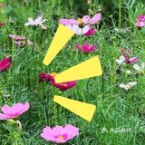 夏日游玩——阿菠萝小猪王国