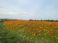 -径山花海