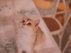 -吉丁鸟咖·异宠·寄养