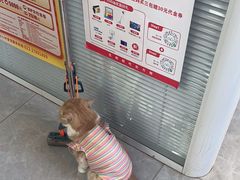 -瑞派长江宠物医院·猫科·外科·24小时夜护(谊城公寓分院)