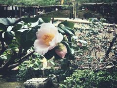 门面-中村藤吉(本店)