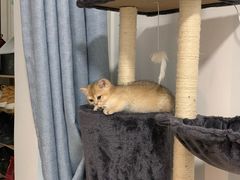 -东方名猫馆·英短金渐层布偶猫舍(环线广场1号楼店)