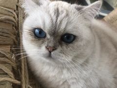 -喵屿·大理花园猫咖