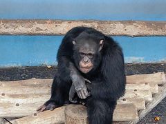 -西霞口神雕山野生动物世界