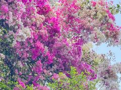 -深圳国际园林花卉博览园