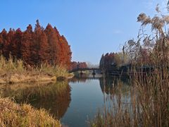 -溱湖国家湿地公园