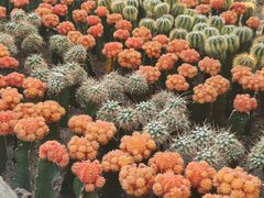 -南山植物园