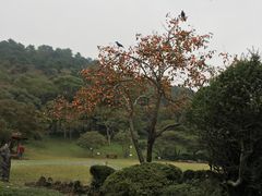-汉拿树木园