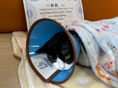 -乐派堂宠物医院·猫友好· 心脏科(东街店)