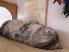 -猫咪派对(江南西店)