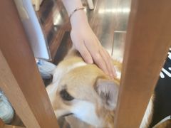 -豆柴町-柴犬主题狗咖(红鼎国际C座店)