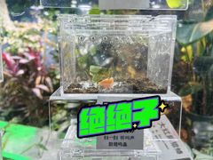 -上海大自然野生昆虫馆(东方明珠·爬宠昆虫探索中心)