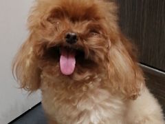 -熊小胖宠物生活馆(天华园店)