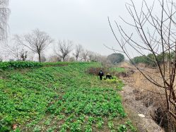 -水八仙生态园