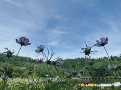 -武陵山森林公园