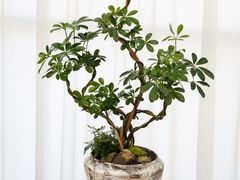 -F.Story 花和故事(新天地店)