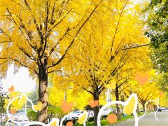 -三里屯东五街银杏大道
