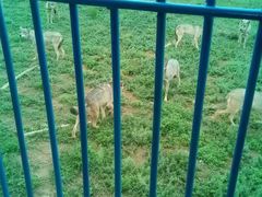 -鄂尔多斯野生动物园