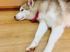 -Husky Go! 哈士奇体验馆·宠物咖啡厅狗咖