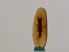 -正佳自然科学博物馆