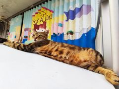-大澳
