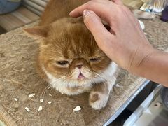 -平行世界·猫咖(首经贸店)