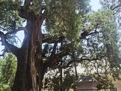 -黄帝陵