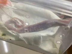 -北京观赏动物医院·24小时大型综合·猫专科·异宠专科