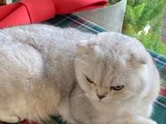 -有猫主题·治愈系猫咖(曾厝垵店)