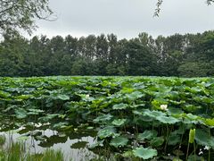 -白鹭湾湿地公园