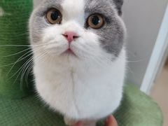 -猫在这儿猫咪咖啡馆·撸猫馆