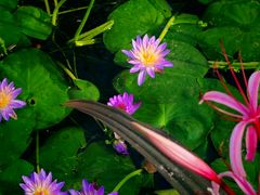 -国家植物园南园