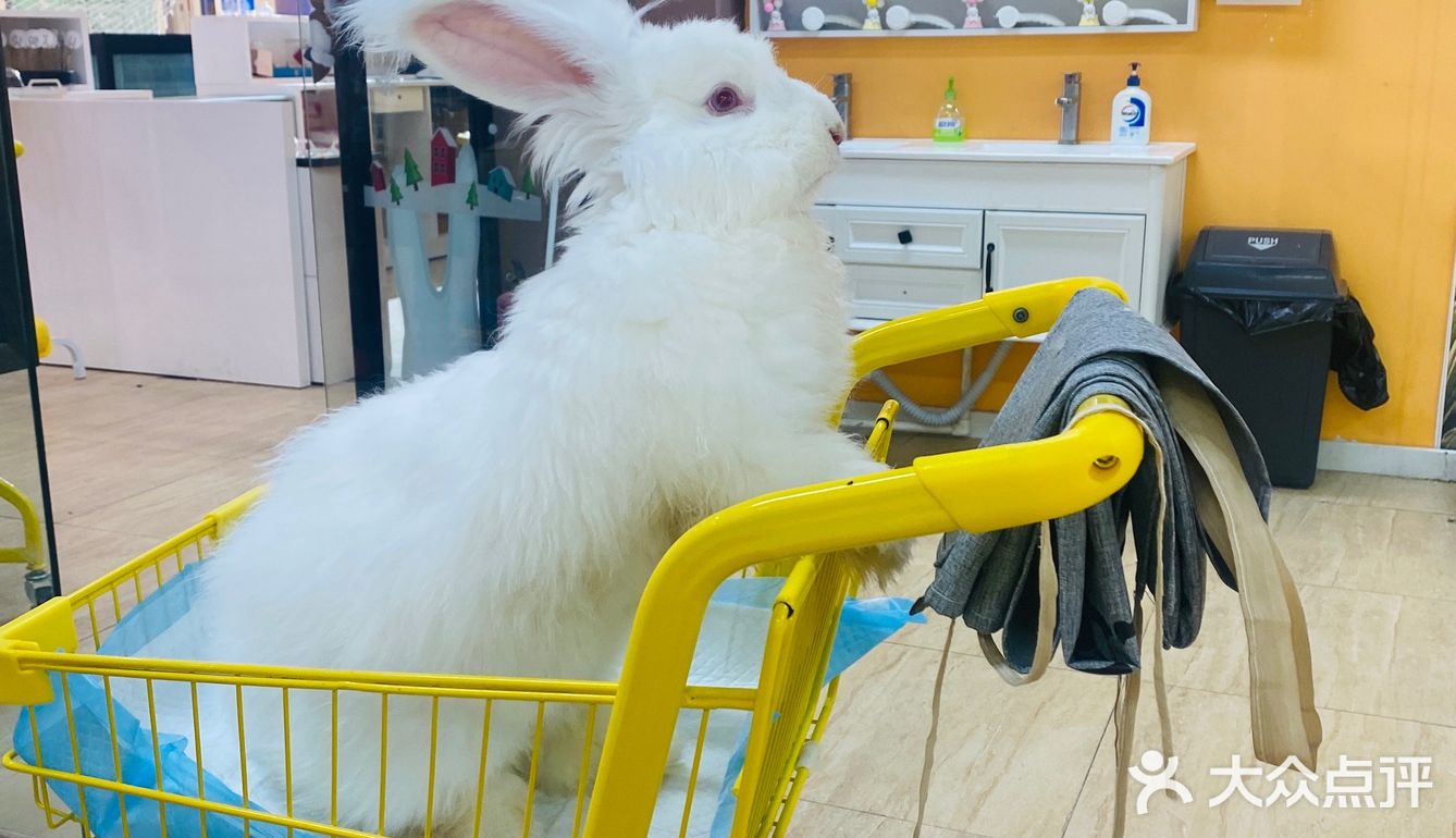 厦门首家小浣熊🦝+🐰新奇萌宠主题馆