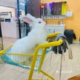 厦门首家小浣熊🦝+🐰新奇萌宠主题馆