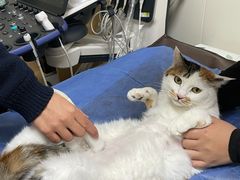 -美联众合动物医院·24h京西诊疗中心