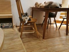 -猫小主咖啡·猫咖cat cafe(福田店)