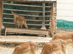 -青藏高原野生动物园