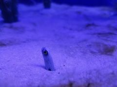 -芜湖新华联大白鲸海洋公园