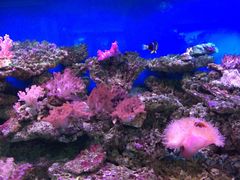 iphone_upload_pic-御唐府海珊瑚主题餐厅